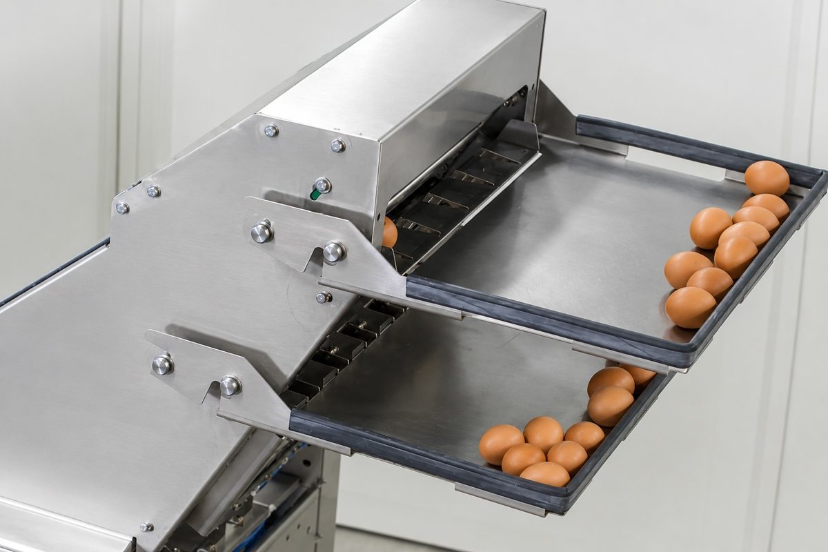 Egg grader chute automatically sorting eggs into separate trays by size